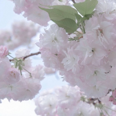 江汉福瑞交流群